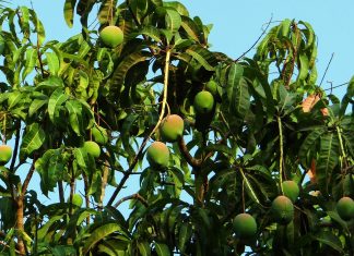 आम के पेड़ की प्रतीकात्मक तस्वीर